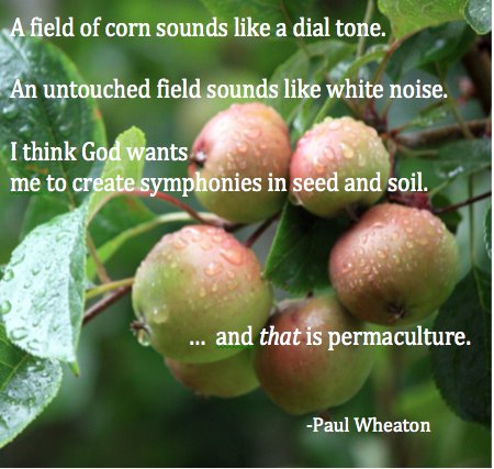 a field of corn sounds like a dial tone. an untouched field sounds like white noise. I think dog wants me to creaet symphonies in seed and soil