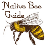 Native bee guide ebook