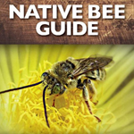 native bee guide ebook